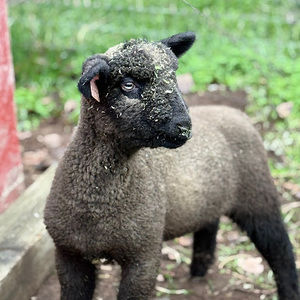 Meet your Posher, Sophie